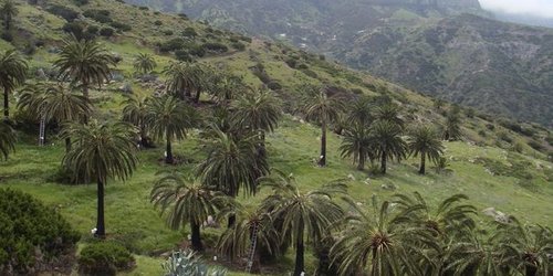 Palmeral-Tazo-Vallehermoso-Gomera_EDIIMA20170513_0099_19.jpg